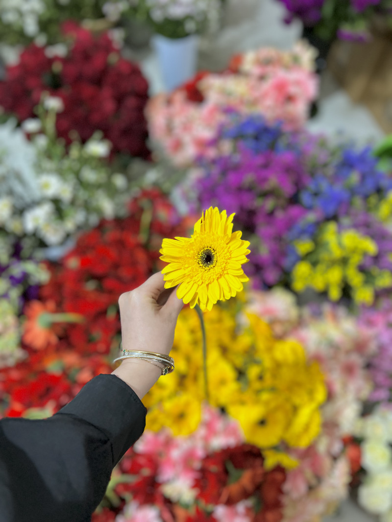 Sarı Gerbera