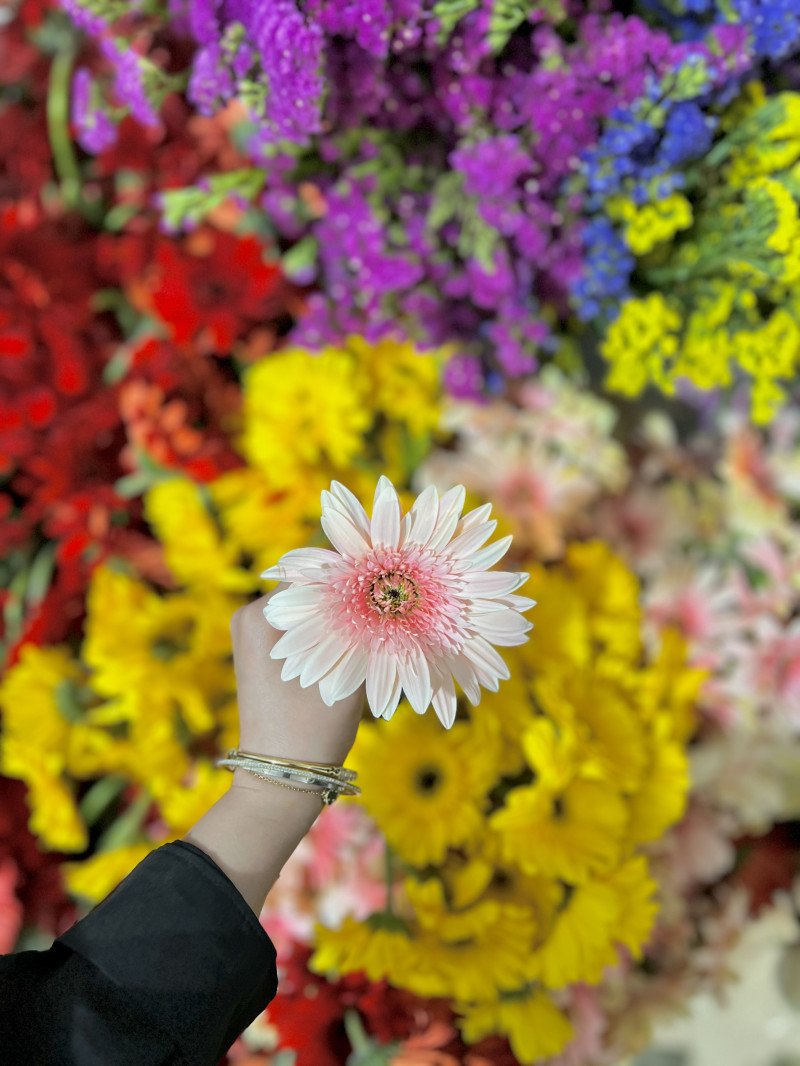 Pembe Gerbera