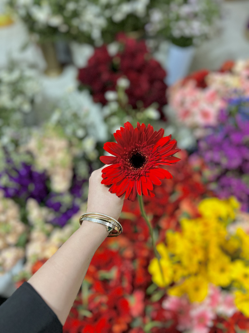 Kırmızı Gerbera