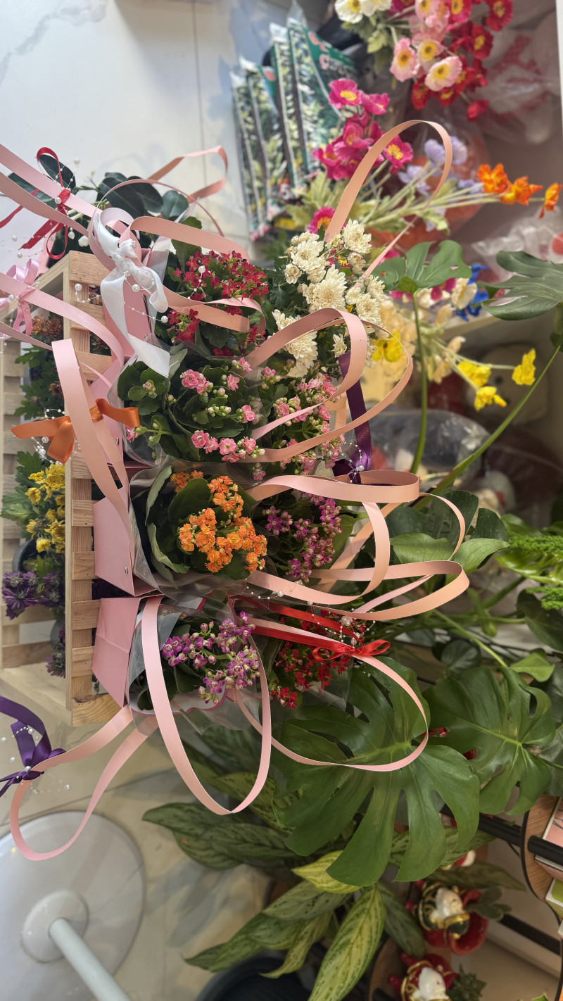 Çantada Kalanchoe 