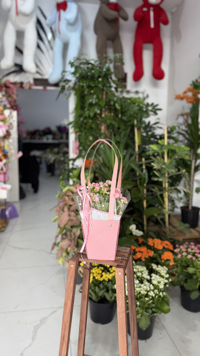 Çantada Kalanchoe 